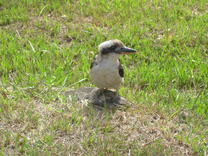 A kookaburra with brown wings and a white belly stands on a rock in a grassy field, looking to the right. The sunlight highlights the bird and the lush green grass, evoking the elegance of classic sailing yachts like Skerry Cruisers.