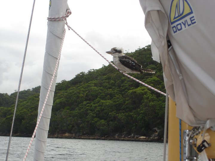A kookaburra perches on a rope above the deck of a Square Metre Yacht, with a forested shoreline and overcast sky visible in the background.