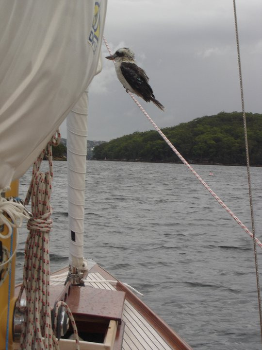 A kookaburra is perched on a rope on a Schärenkreuzer sailboat, with water and tree-covered land visible in the background under a cloudy sky.