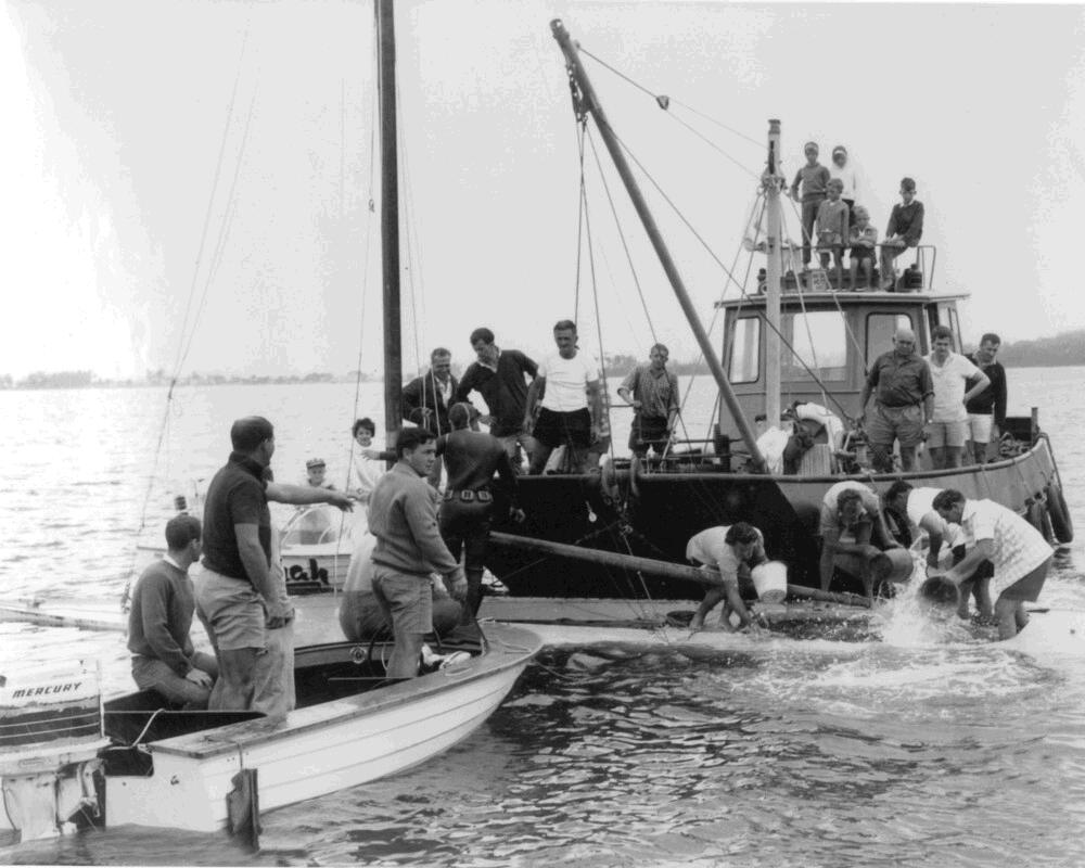 A group on two boats, including classic Square Metre Yachts, work together to handle a large fish in the water. Several people observe from a larger vessel, whilst others are actively involved aboard a smaller Skerry Cruiser.